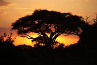 Abendstimmung im Amboseli NP (2)