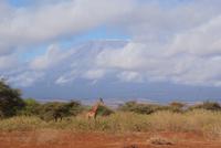 Blick auf Kilimandscharo (5)