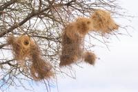 Webervögelnester (2)