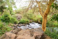 Spaziergang Mzima Springs (2)