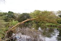 Spaziergang Mzima Springs (3)