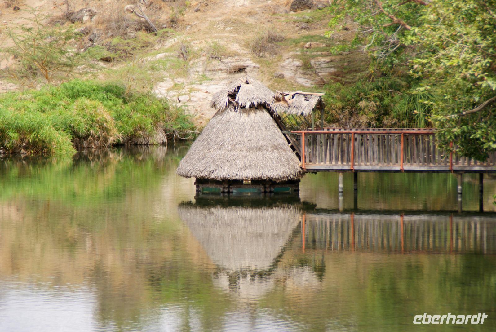 Spaziergang Mzima Springs (4)