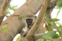 grüne Meerkatzen (2)