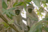 grüne Meerkatzen (3)