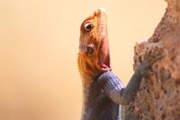 die neuen Nachbarn (2)