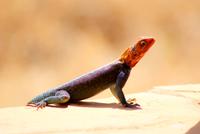 die neuen Nachbarn (3)