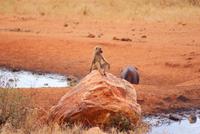 der Chef am Wasserloch