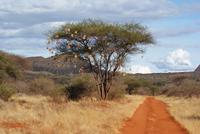 Safari Tsavo West