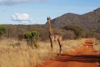 Safari Tsavo West. (2)