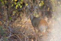 Dik Dik (2)