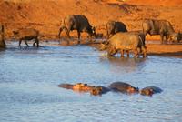 Safari Tsavo West. (7)