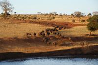 Safari Tsavo West. (8)