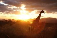 Safari Tsavo West. (10)