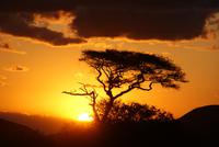 516- Sonnenuntergang mit Schirmakazie