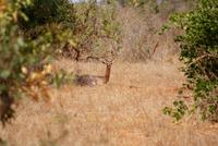 Giraffenhalsgazellen