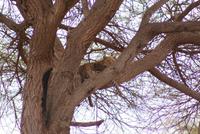 Leopard im Tsavo Ost NP