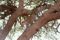 Leopard im Tsavo Ost NP (4)