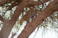 523-Leopard in Tsavo Ost