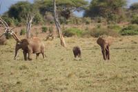 Safari im Tsavo Ost NP