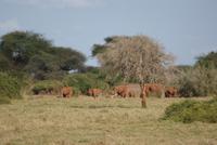 Safari im Tsavo Ost NP (2)