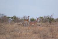 Giraffenhalsgazellen (2)