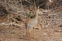 Dik Dik (4)