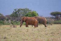 Rote Elefanten in Tsavo Ost