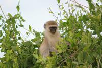 Grüne Meerkatze (2)