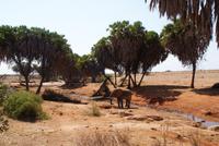 Tsavo Ost NP (5)