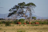 endlich rote Elefanten