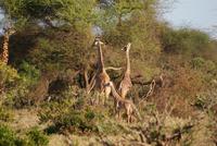 Tsavo Ost NP (14)