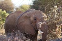 574-verträumt im Busch