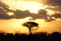 Good night Kenia