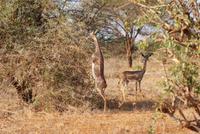 Giraffenhalsgazelle (3)