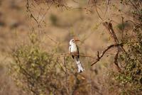 Tsavo Ost am Morgen (4)