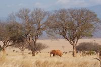 Tsavo Ost am Morgen (5)