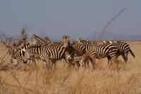 Tsavo Ost am Morgen (6)