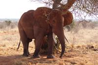 Tsavo Ost am Morgen (7)