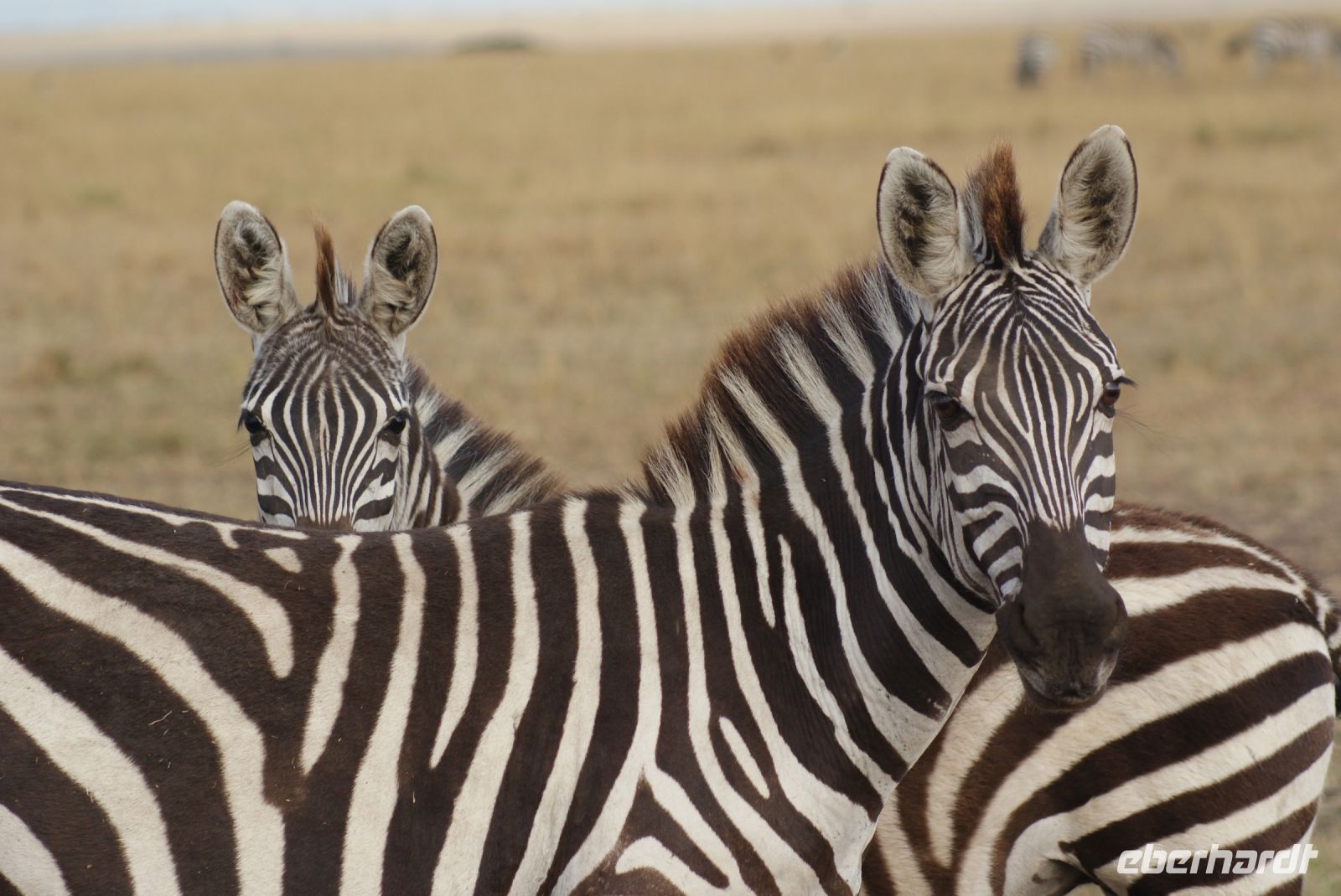 195 Zebras