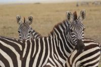 195 Zebras