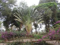 0003 Besuch Kaffeefarm