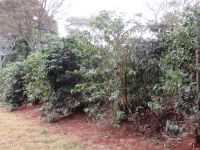 0006 Besuch Kaffeefarm - Kaffeesträucher