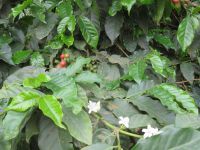 0007 Besuch Kaffeefarm - Kaffeesträucher Blüten und Kaffeebeeren