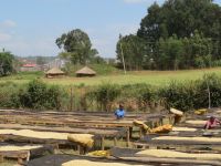 0008 Besuch Kaffeefarm - Trockentische für den Kaffee