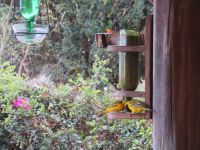 0020 Sandai Ranch - Webervögel