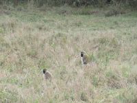 0023 Safari im Solio Nationalpark - Grüne Meerkatzen