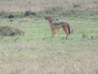0024 Safari im Solio Nationalpark - Schabrakenschakal
