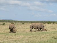 0025 Safari im Solio Nationalpark - Breitmaul-Nashörner