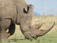 0027 Safari im Solio Nationalpark - Breitmaul-Nashörner