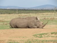 0028 Safari im Solio Nationalpark - Breitmaul-Nashörner